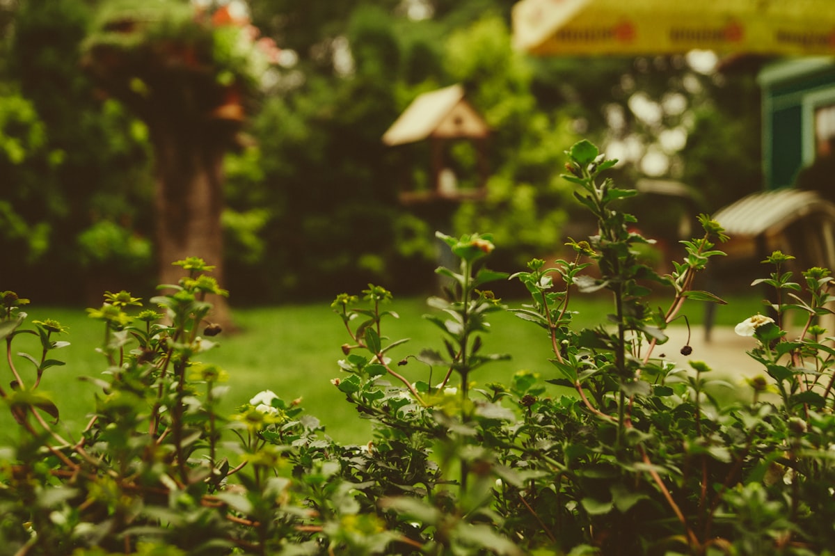 A native-forward front-yard perennial garden