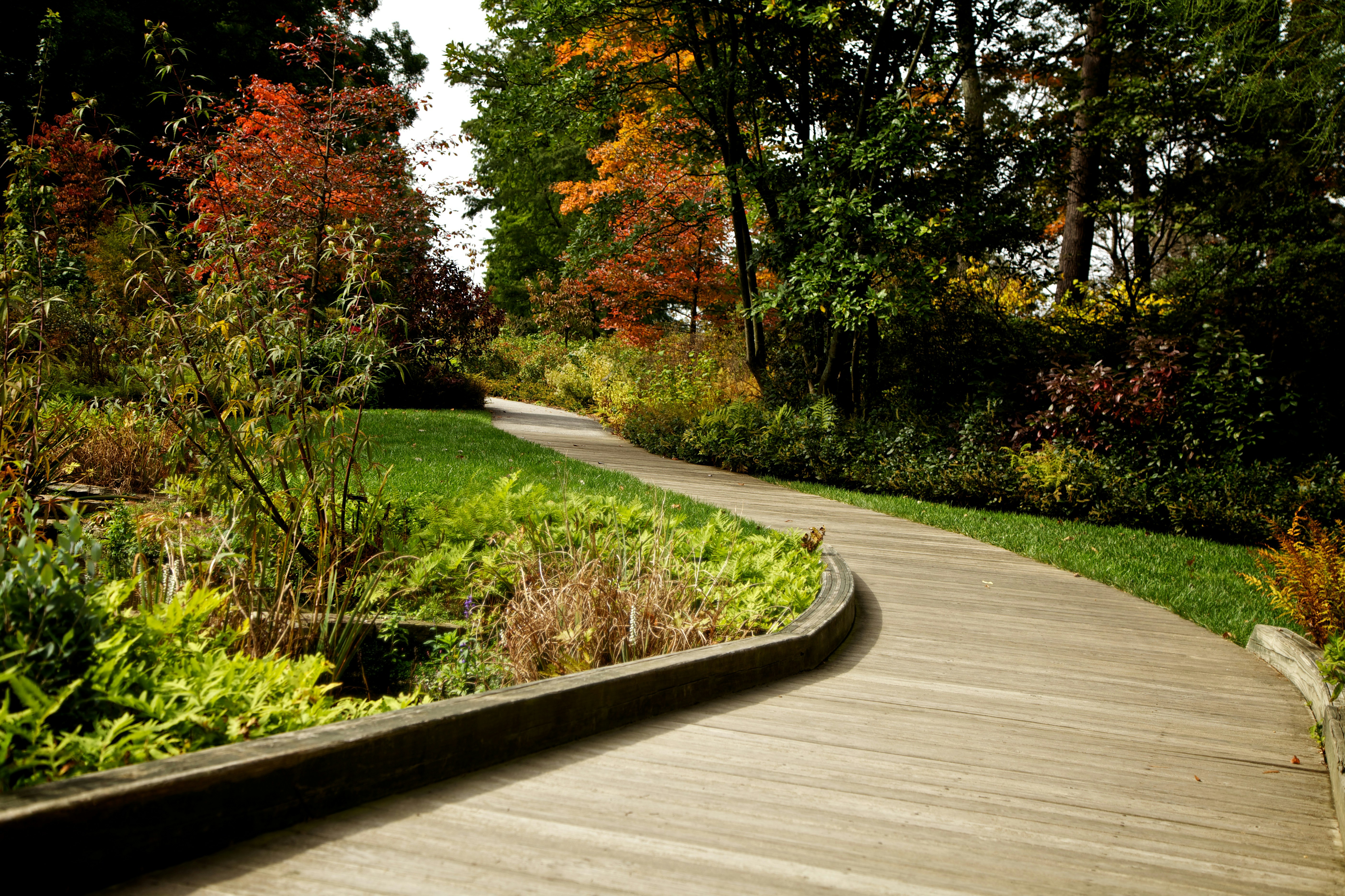 A terraced woodland garden that peaks in fall